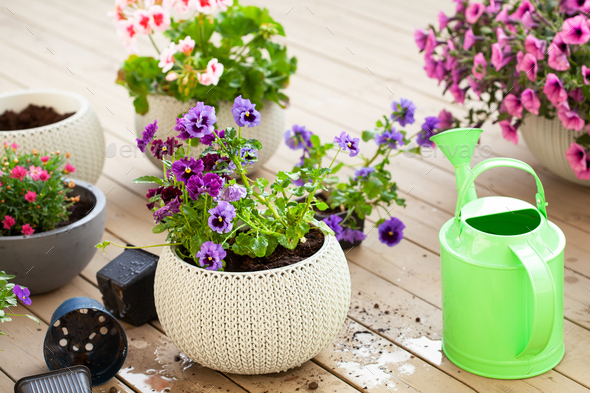 gardening planting pansy, lavender flowers in flowerpot in garden on terrace - Stock Photo - Images