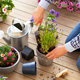 man gardener planting pansy, lavender flowers in flowerpot in garden on terrace - PhotoDune Item for Sale