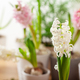 white pink hyacinth traditional winter christmas or spring flower - PhotoDune Item for Sale