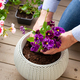 man gardener planting pansy, lavender flowers in flowerpot in garden on terrace - PhotoDune Item for Sale