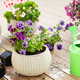 gardening planting pansy, lavender flowers in flowerpot in garden on terrace - PhotoDune Item for Sale