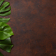monstera leaf tropical plant on dark background - PhotoDune Item for Sale