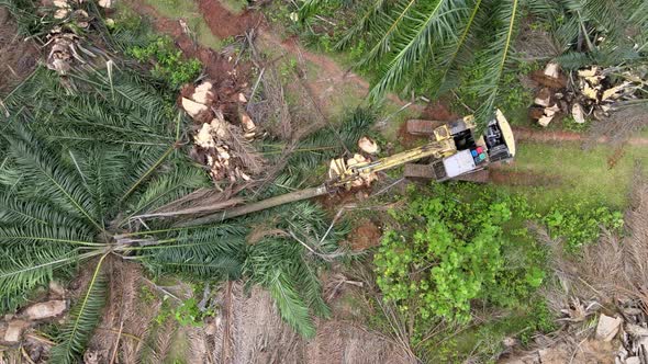 Aerial view excavator cut the trunk of oil palm alt