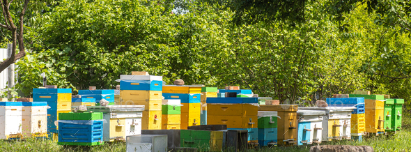Banner with apiary. Yellow and blue hives in the Ukrainian apiary in the summer in the garden among