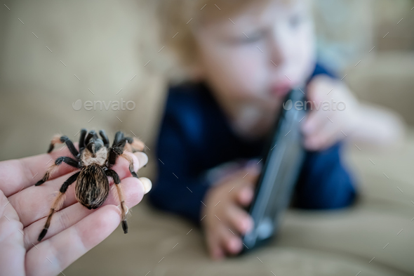 Mom caught a huge tarantula spider crawling past a child playing with a mobile phone. Arachnophobia