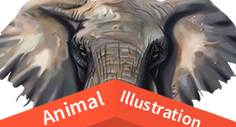 Animal Illustration