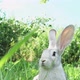 Cute Fluffy Light Gray Easter Bunny with Big Ears Sits Green Meadow Sunny Weather Eats Young Soybean - VideoHive Item for Sale