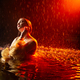 Sexy beautiful woman posing in the rain in aqua studio. - PhotoDune Item for Sale