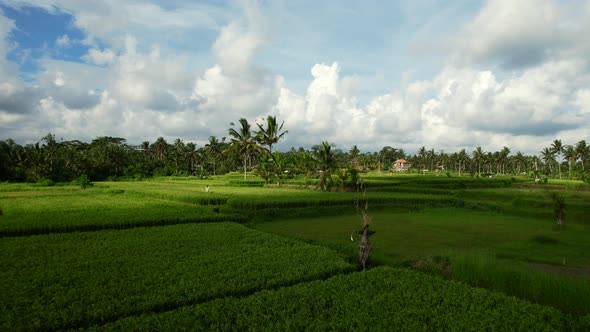 aerial scenic green rice fields passing coconut trees on a sunny day in Bali Indonesia alt