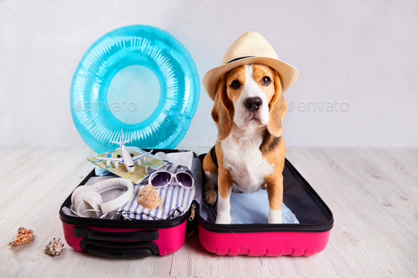 Drama Hubert Hudson Exert A beagle dog in a straw hat sits in an open suitcase Stock Photo by  viktelminova