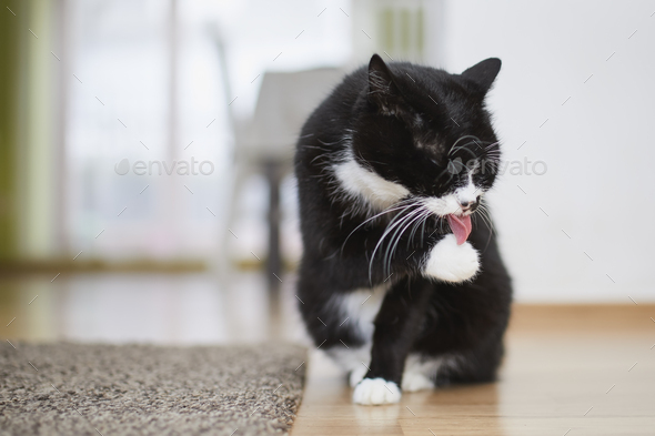 Cute black cat is licking paw at home - Stock Photo - Images