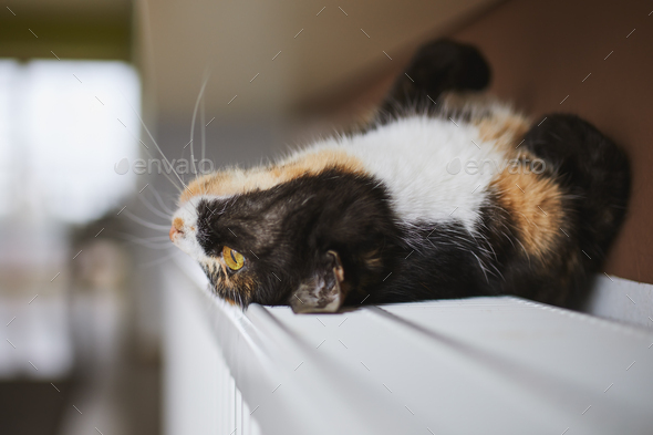 Playful tabby cat lying on back on heater