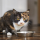 Cute brown cat eating from metal bowl - PhotoDune Item for Sale