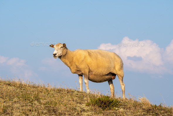 Grazing Sheep in Warm Evening Light - Stock Photo - Images