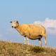 Grazing Sheep in Warm Evening Light - PhotoDune Item for Sale