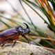 Rhinoceros Beetle - Arthropoda  - PhotoDune Item for Sale