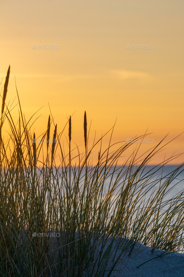 Sunset and Marram Grass  - Stock Photo - Images