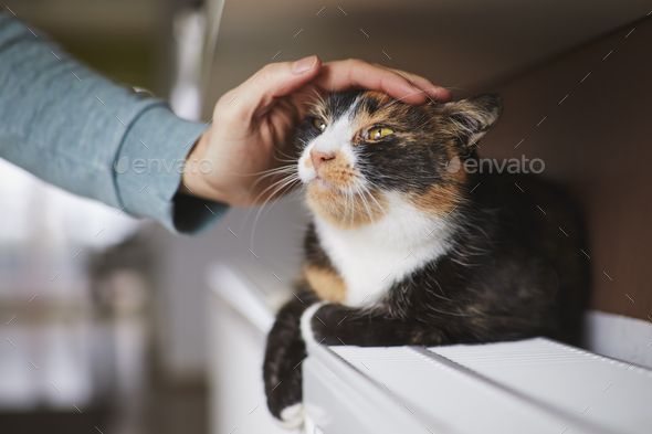Hand of pet owner stroking cute tabby cat - Stock Photo - Images