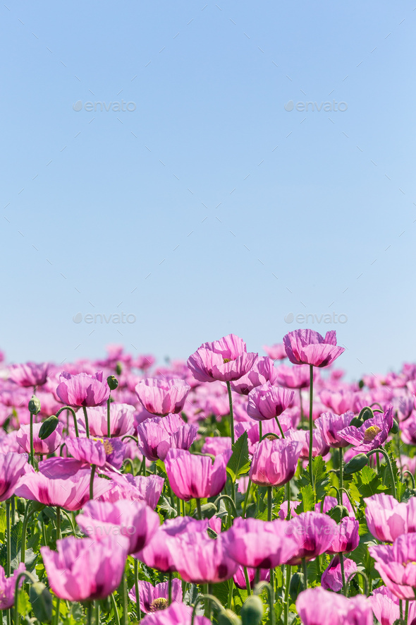 Poppy Field on a Sunny Summer Day  - Stock Photo - Images