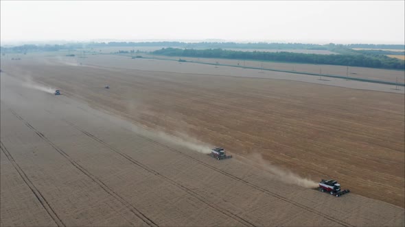 Harvesting of Wheat in Summer alt