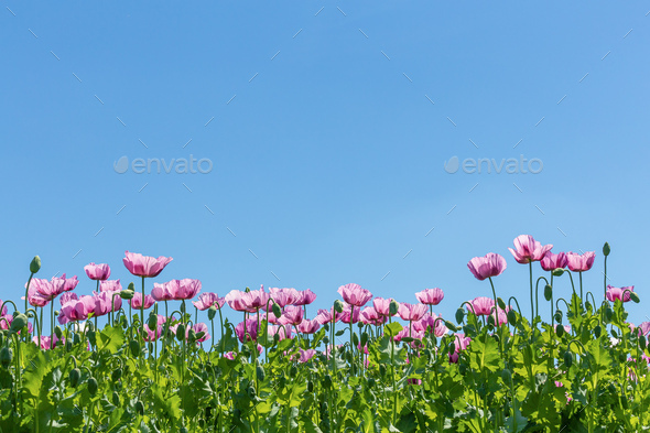 Poppy Flowers on a Sunny Summer Day.  - Stock Photo - Images