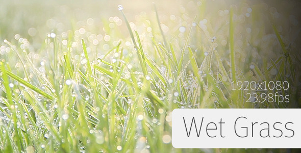 Wet Grass (3-Pack)