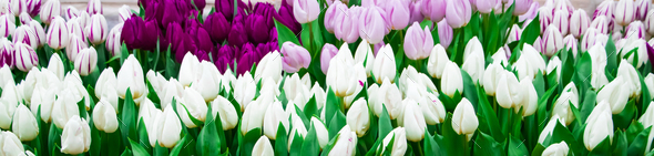 Banner from blooming white tulips. Symbol of spring. - Stock Photo - Images