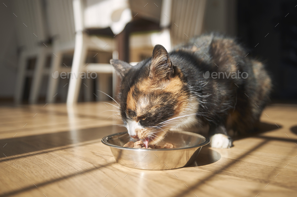 Cute brown cat eating from metal bowl - Stock Photo - Images