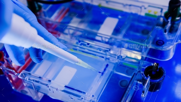 Scientist conducting the gel electrophoresis biological process as part of coronavirus research