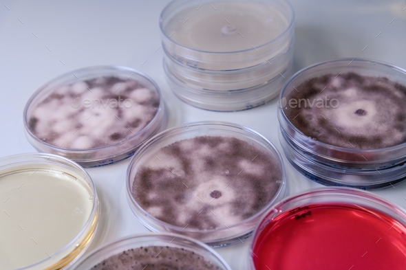 High angle closeup shot of Petri dishes with different substances for coronavirus testing