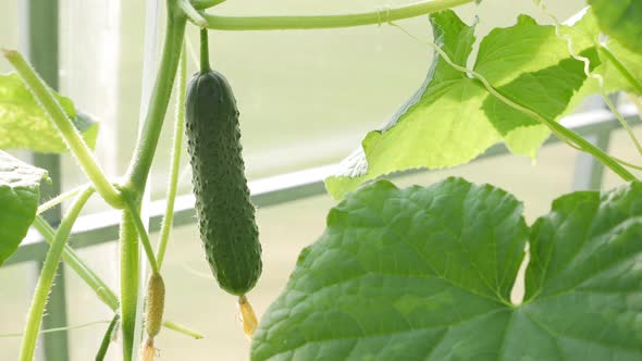 Sunny Day in a Greenhouse Grown Cucumbers