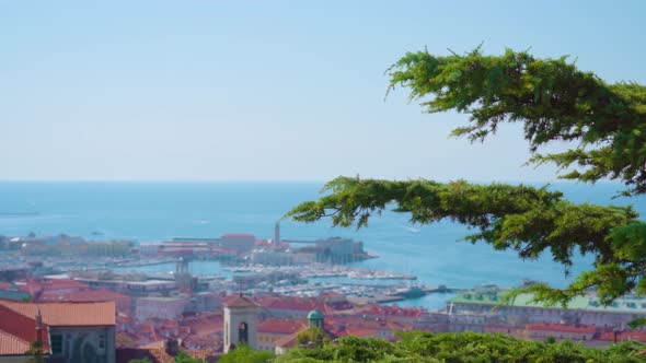 Panorama of Old Town Opens Behind Lush Green Pine Tree alt