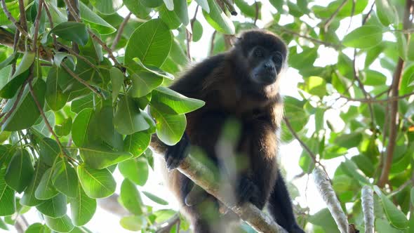 Tropical Mantled Howler Monkey on a Branch in the Caribbean
