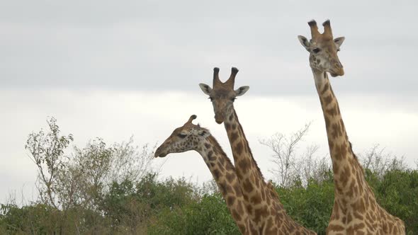 Close up of three giraffes alt