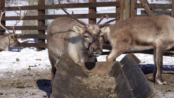 Tame reindeer eating old swollen food concentrate from feeding station during winter - Static handhe alt