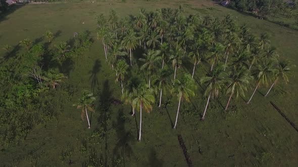 Aerial view of Coconut Trees in the Philippines