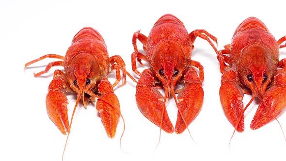Boiled Red Crayfish on a White Background Slow Motion alt