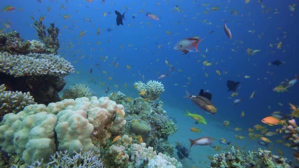 Underwater Colorful World alt