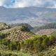 Olive trees plantation in Cazorla mountain range,  Spain - PhotoDune Item for Sale