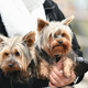 The hostess holds two Yorkshire terriers in her arms - PhotoDune Item for Sale