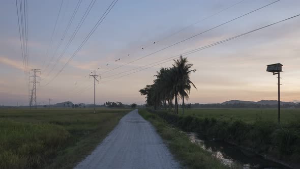 Sunrise countryside at paddy field Bukit Mertajam. alt