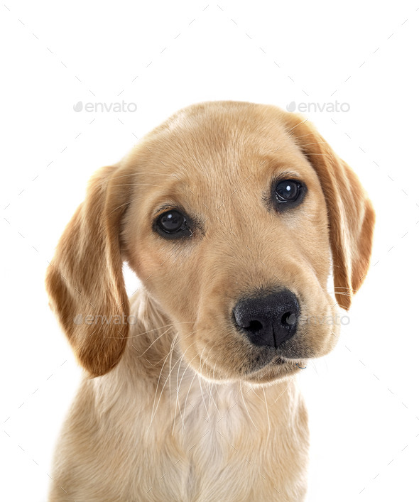 puppy labrador retriever - Stock Photo - Images