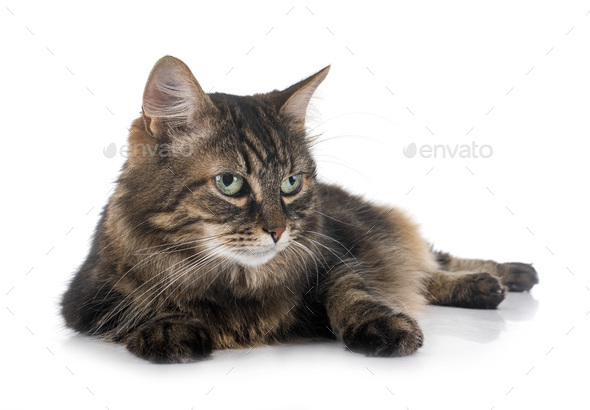 maine coon cat - Stock Photo - Images