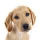 puppy labrador retriever - PhotoDune Item for Sale