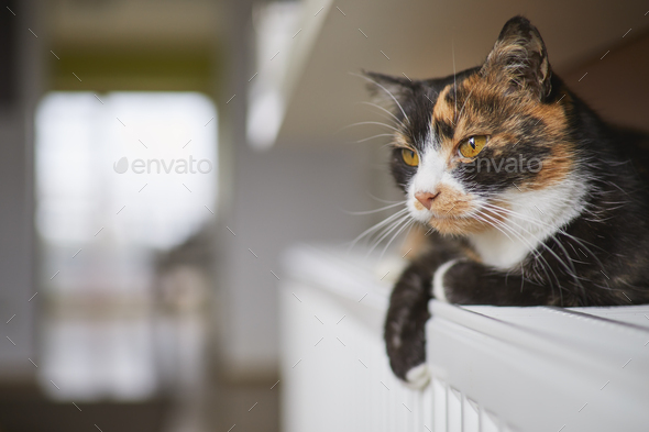 Cute tabby cat while lying on heater - Stock Photo - Images