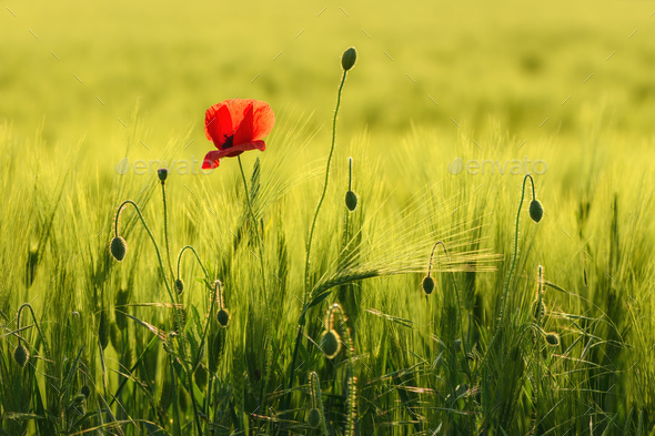 Papaver rhoeas or red poppy flower in cultivated barley crop field - Stock Photo - Images