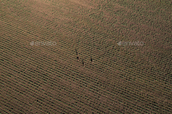 Aerial shot of group of roe deer running over cultivated wheat grass field - Stock Photo - Images