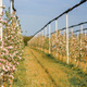 Apple fruit orchard with trees in bloom - PhotoDune Item for Sale