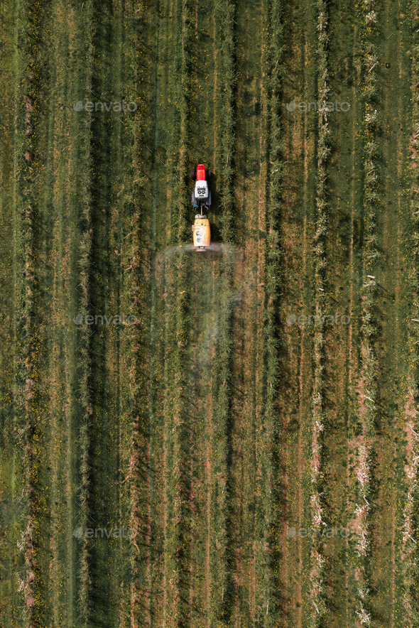 Aerial view of agricultural tractor with crop sprayer applying insecticide in apple fruit orchard