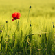 Papaver rhoeas or red poppy flower in cultivated barley crop field - PhotoDune Item for Sale